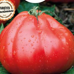 Tomato, 'Liguria'